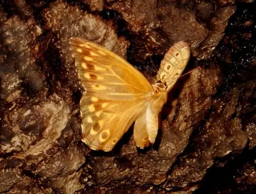 9月 | フォトページカテゴリー | 板橋で見られる蝶 | ページ 2 | ページ 2